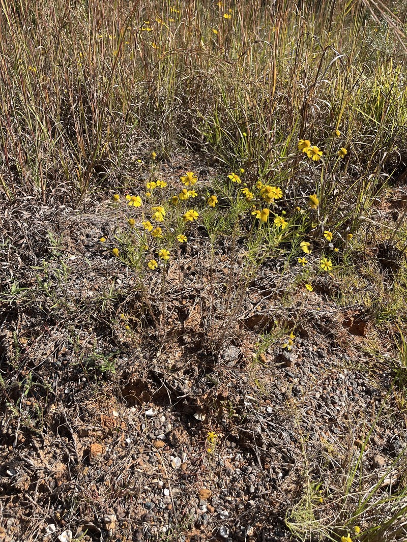 Helenium amarum var. amarum photo 7