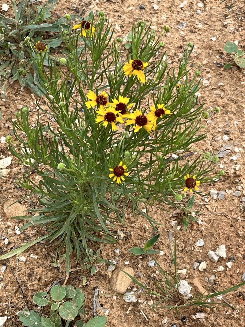 Helenium amarum var. badium photo 2
