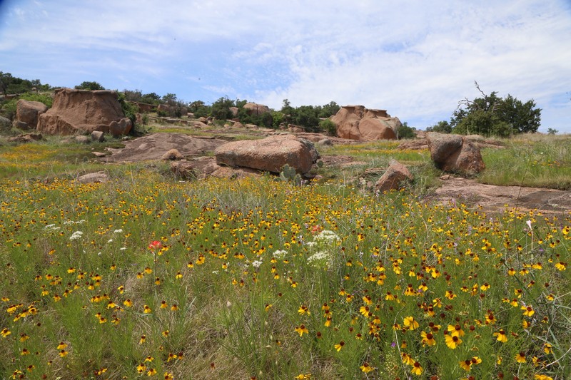 Helenium amarum var. badium photo 3
