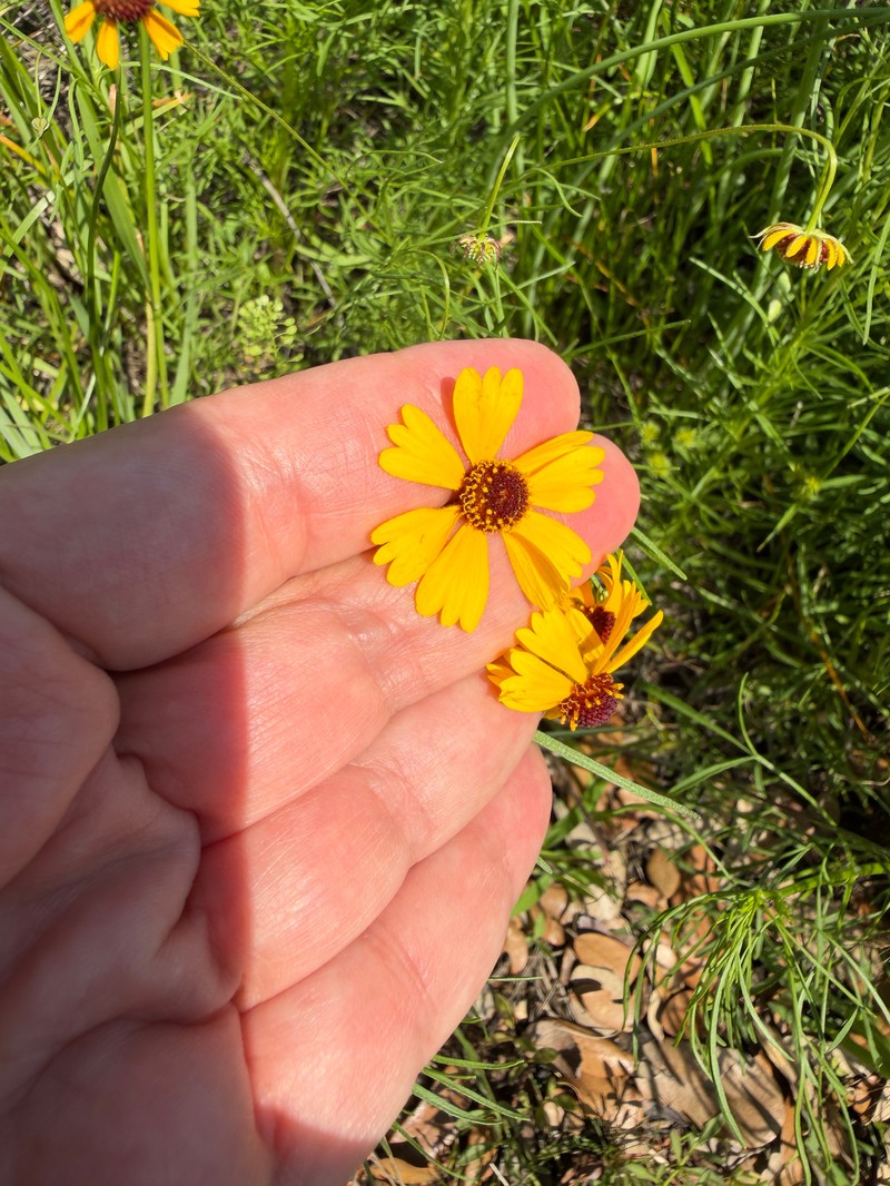 Helenium amarum var. badium photo 4