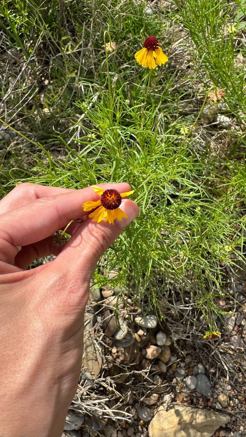 Helenium amarum var. badium photo 5