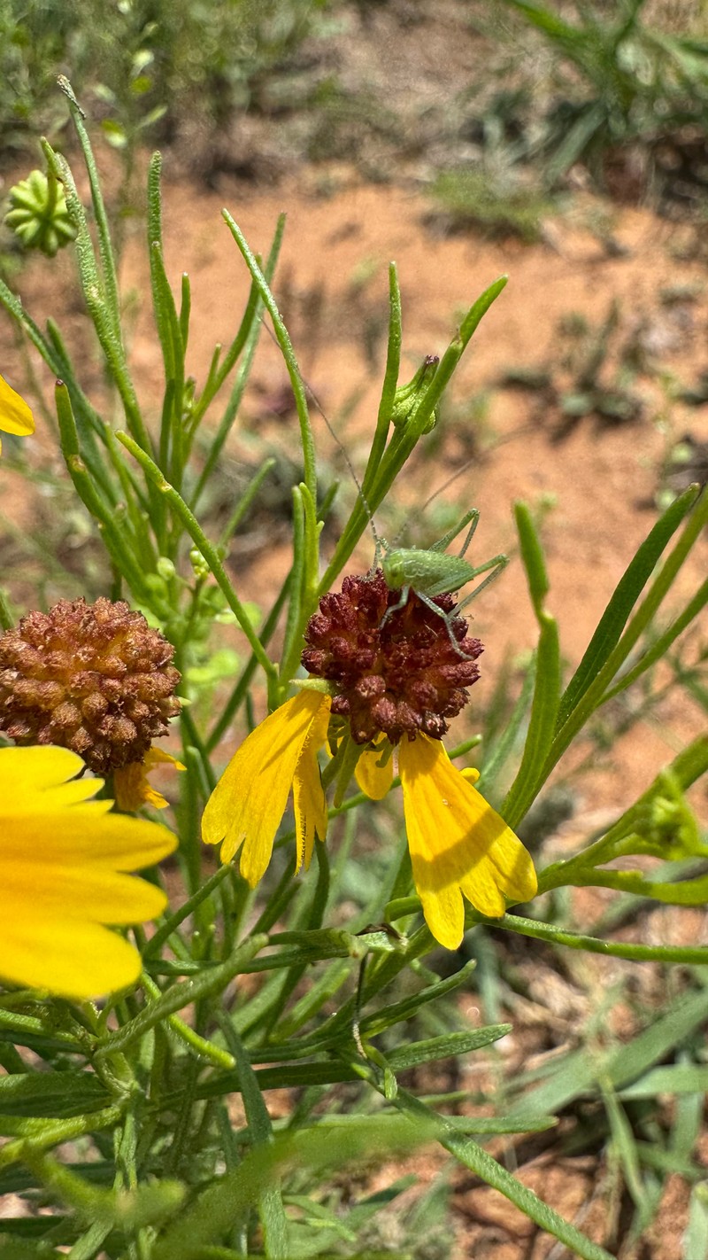 Helenium amarum var. badium photo 6