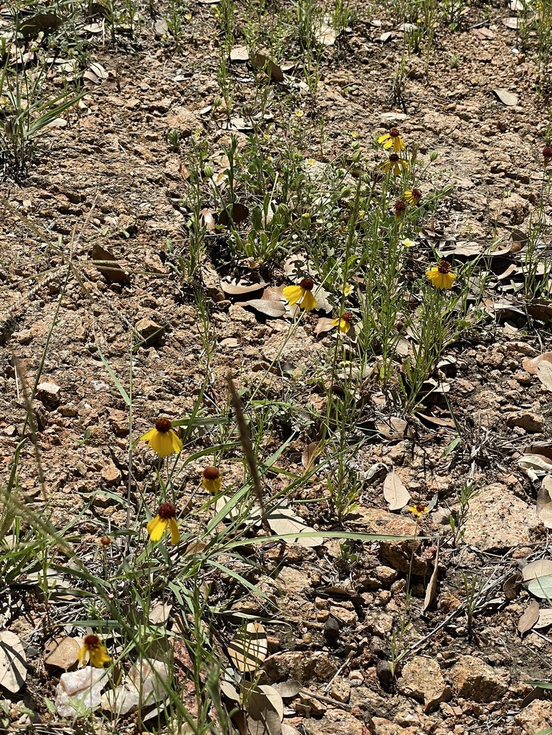 Helenium amarum var. badium photo 7