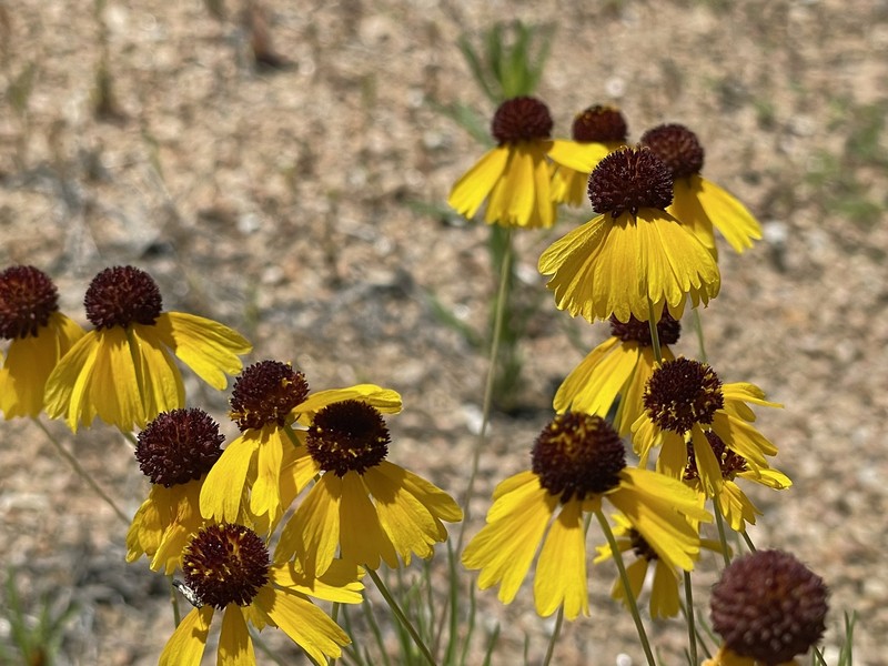 Helenium amarum var. badium photo 8