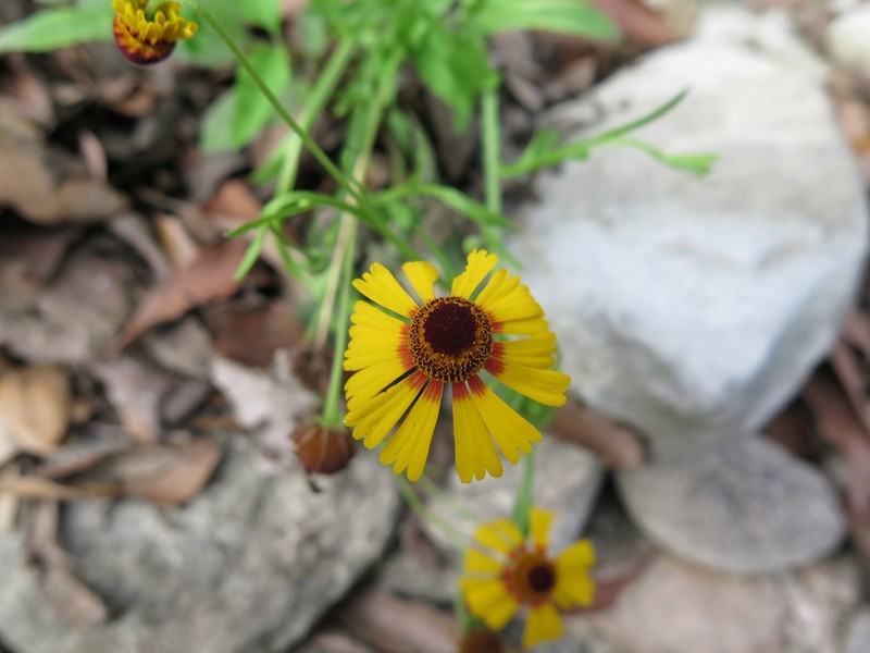 Helenium amphibolum