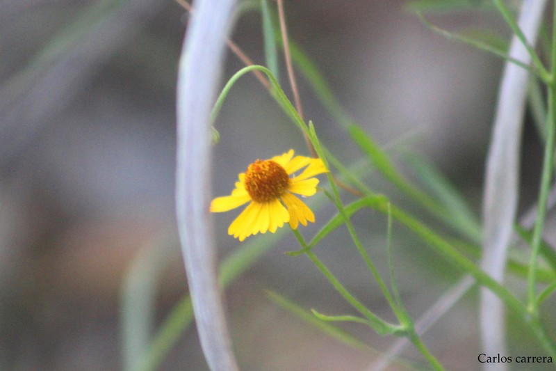 Helenium amphibolum photo 2