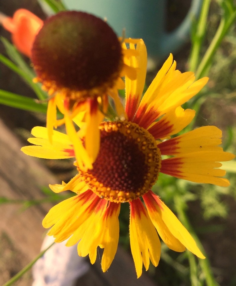 Helenium amphibolum photo 3