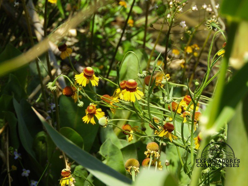 Helenium amphibolum photo 4
