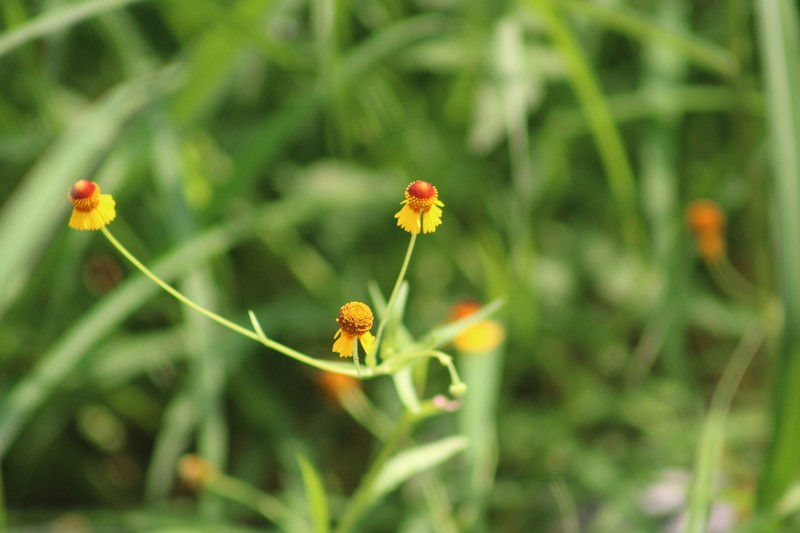 Helenium amphibolum photo 5