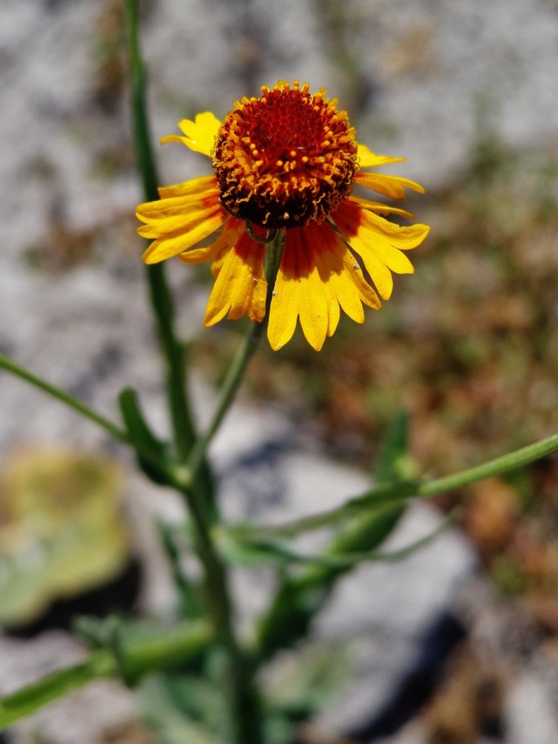 Helenium amphibolum photo 6