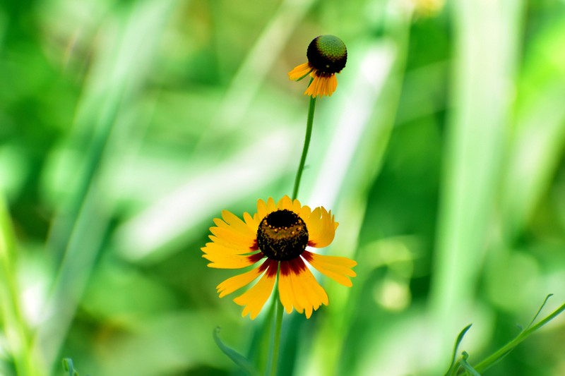 Helenium amphibolum photo 7