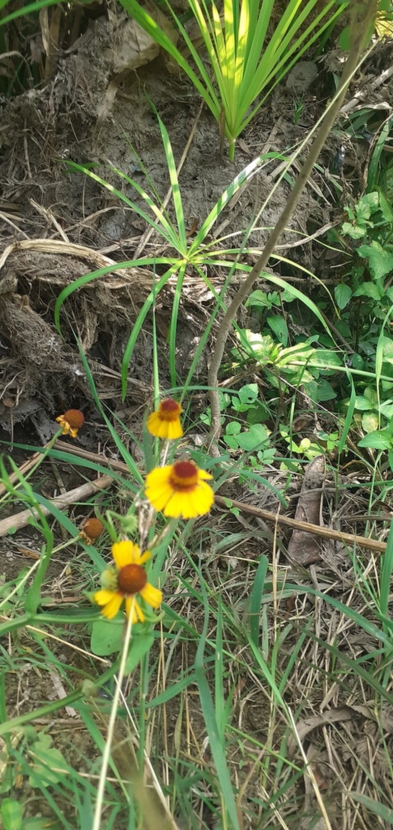 Helenium amphibolum photo 8