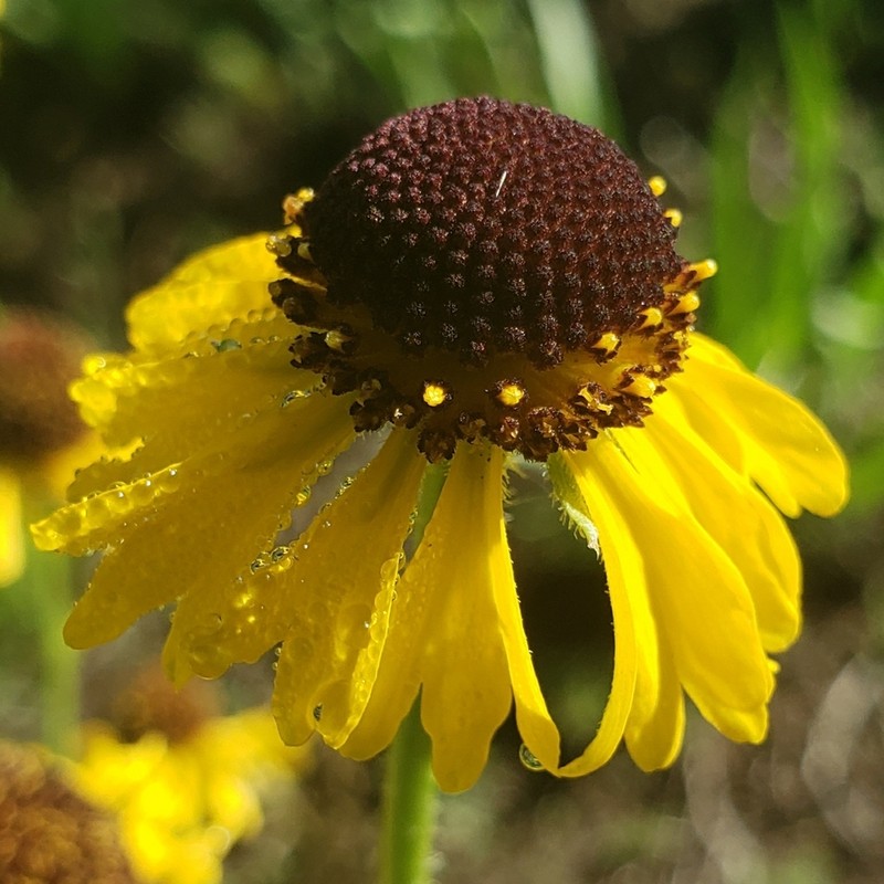 Arizona Sneezeweed