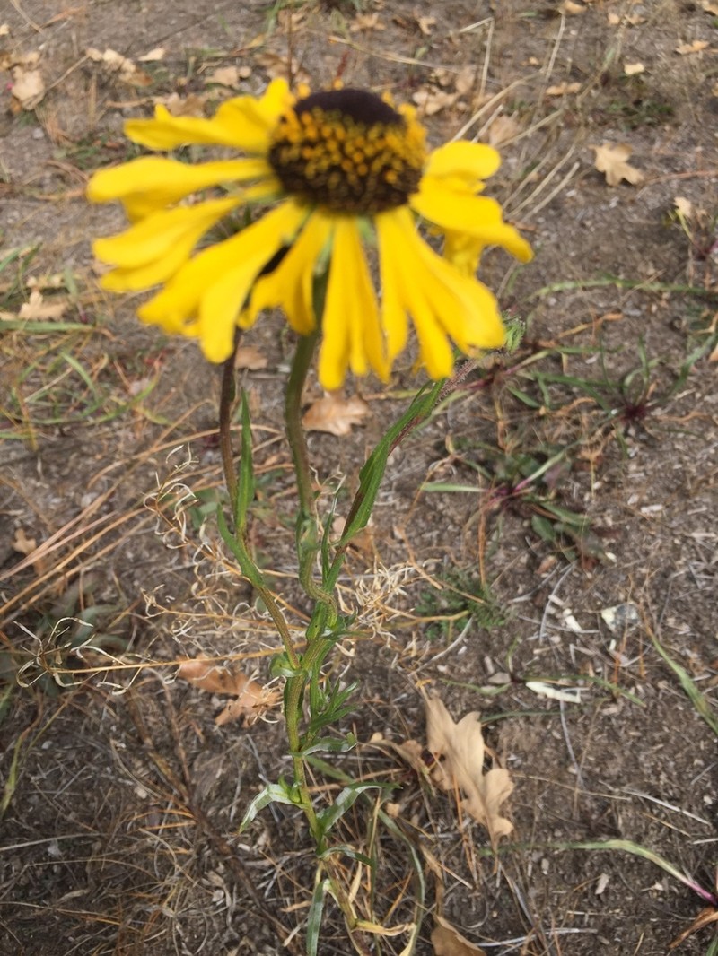 Arizona Sneezeweed photo 2