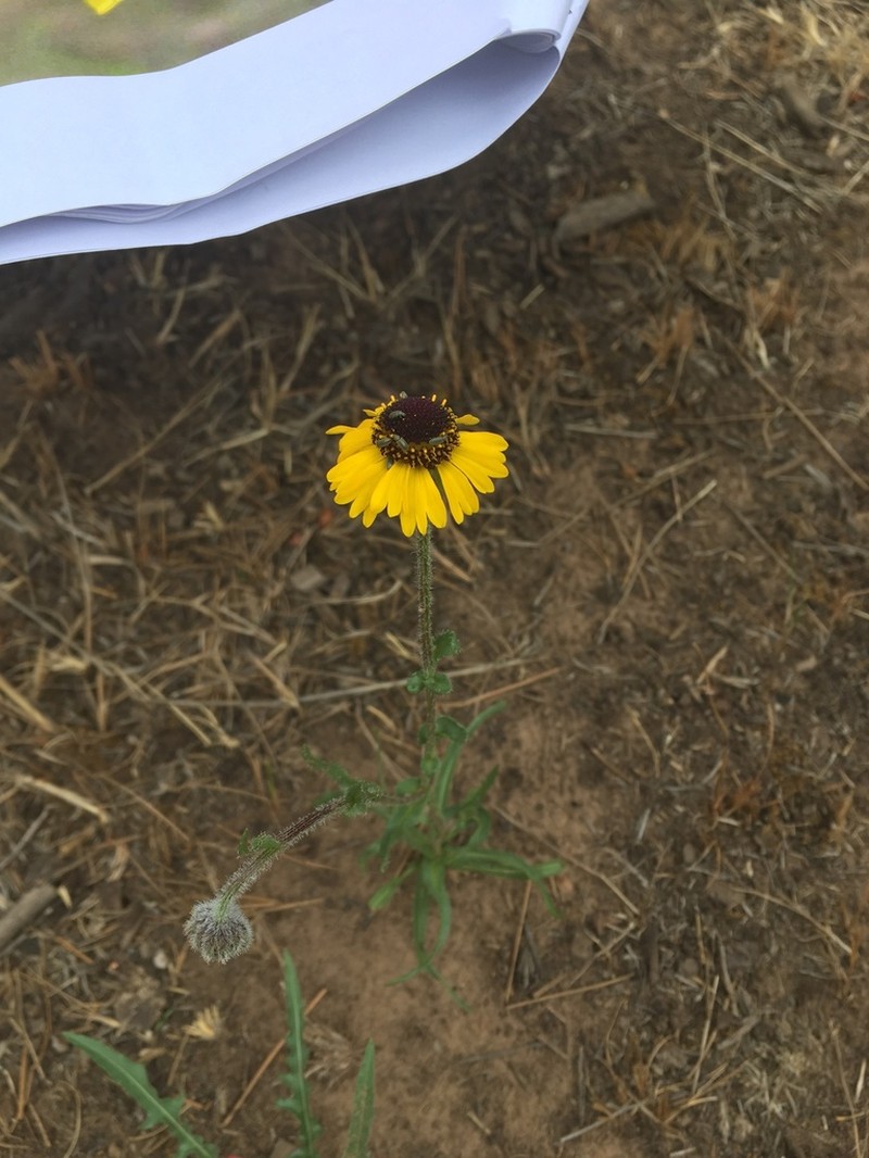 Arizona Sneezeweed photo 3