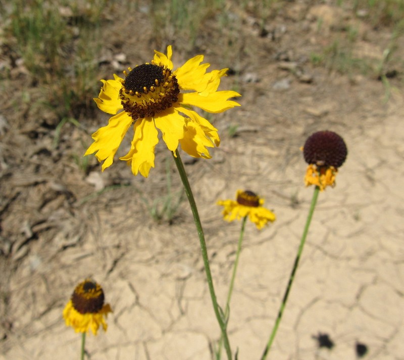 Arizona Sneezeweed photo 4