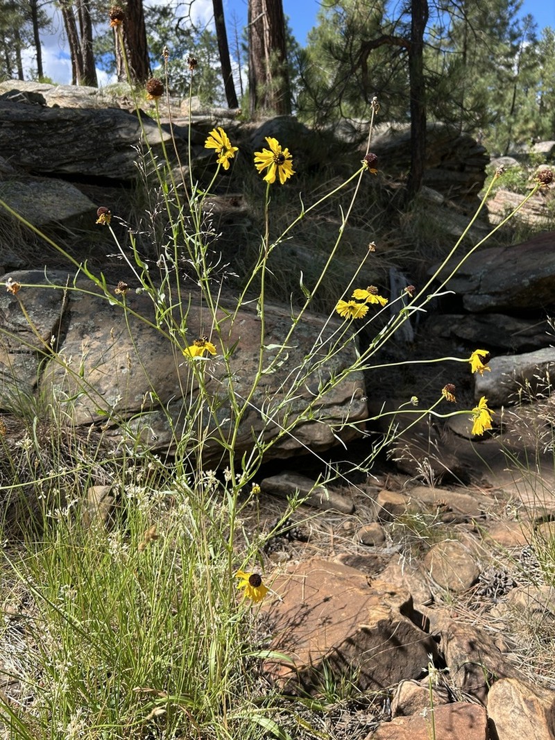 Arizona Sneezeweed photo 5