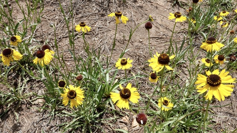 Arizona Sneezeweed photo 6