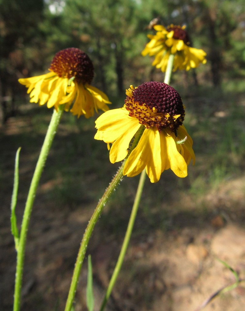 Arizona Sneezeweed photo 7