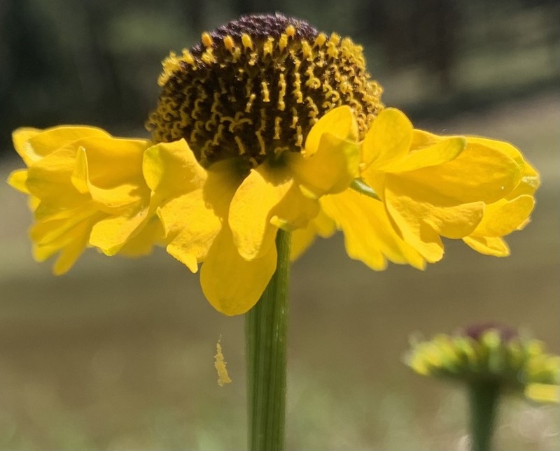 Arizona Sneezeweed photo 8