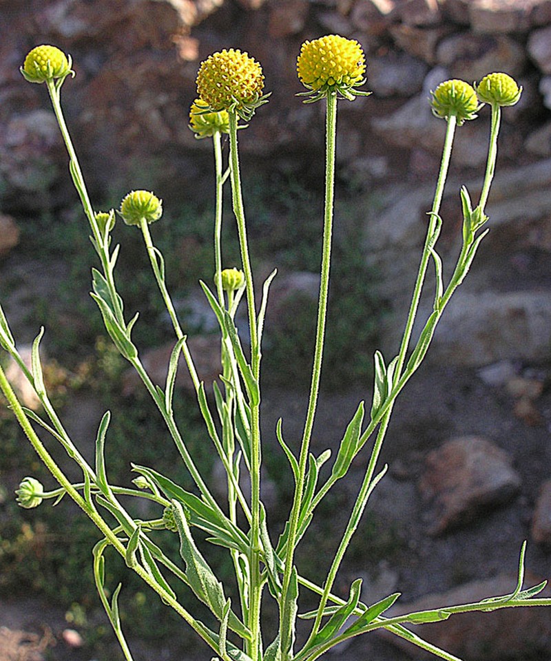Helenium aromaticum