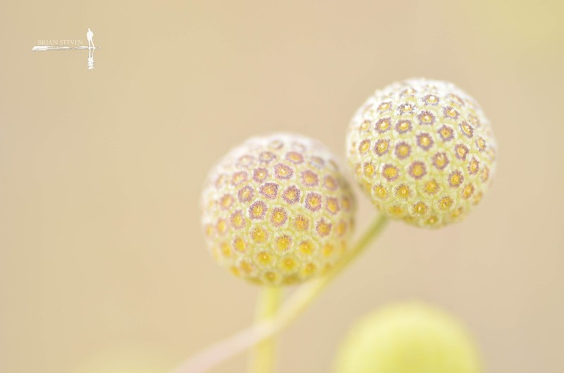 Helenium aromaticum photo 2