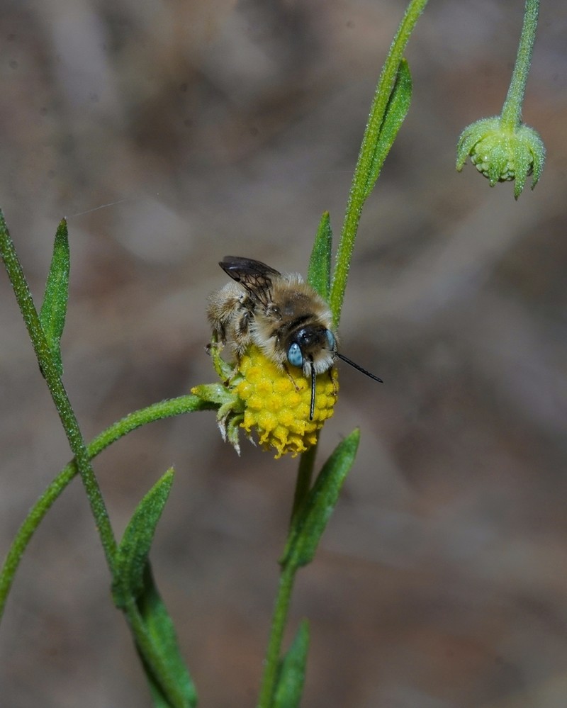 Helenium aromaticum photo 3