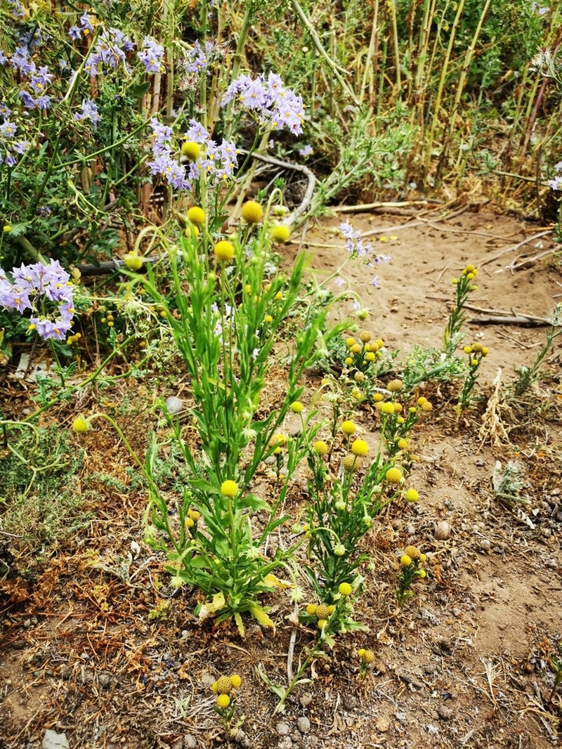 Helenium aromaticum photo 4