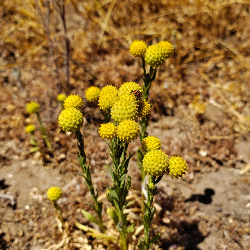 Helenium aromaticum photo 5