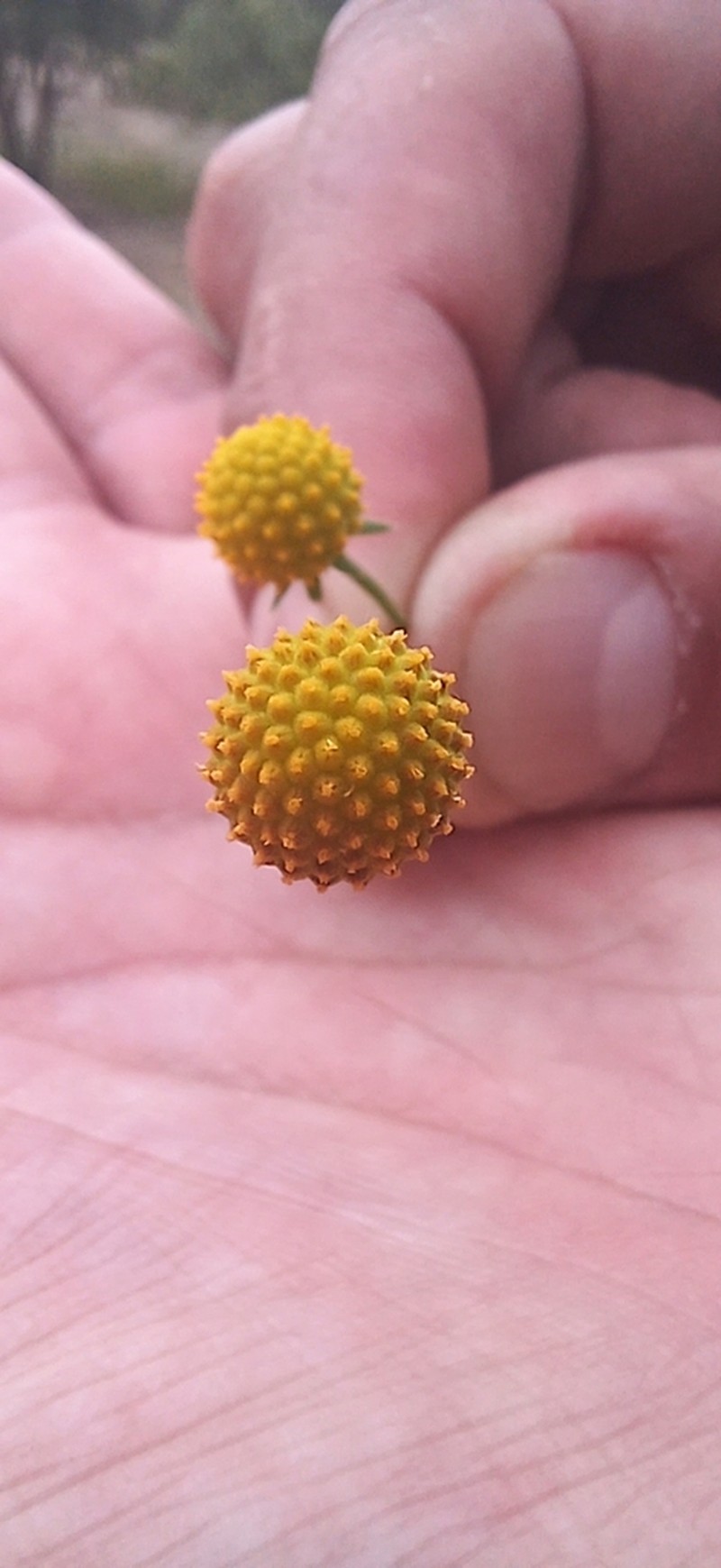 Helenium aromaticum photo 6