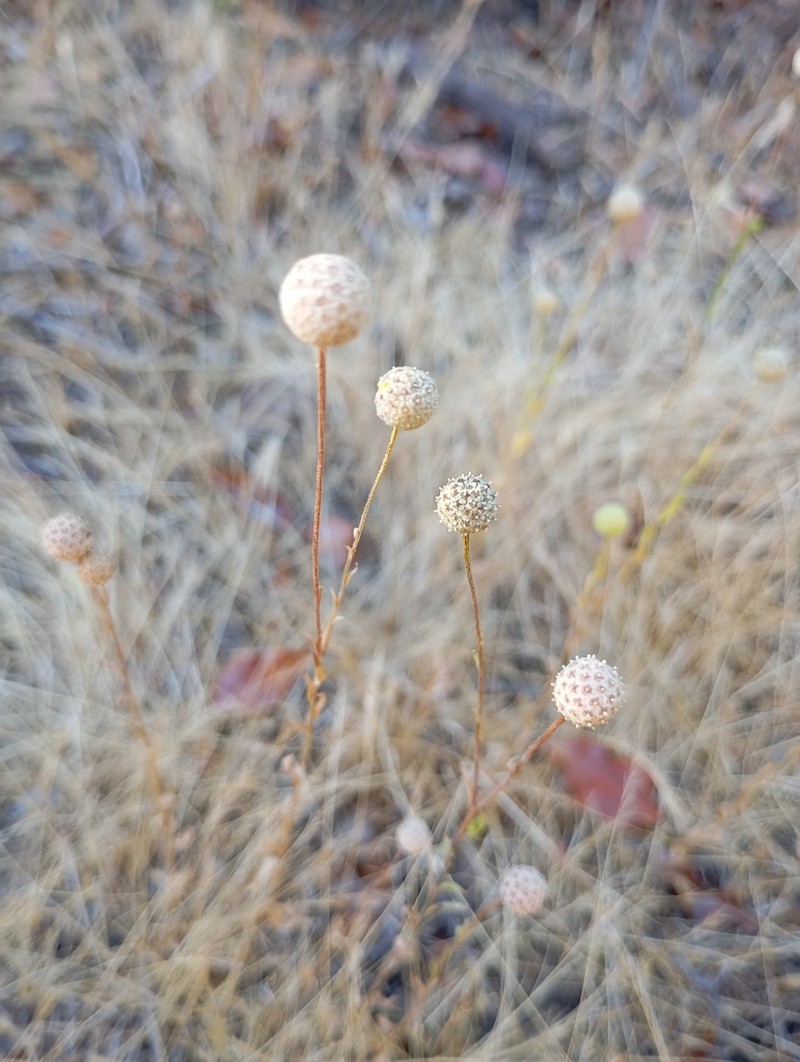 Helenium aromaticum photo 7