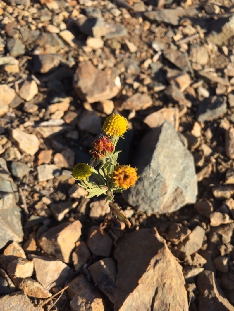 Helenium atacamense photo 3