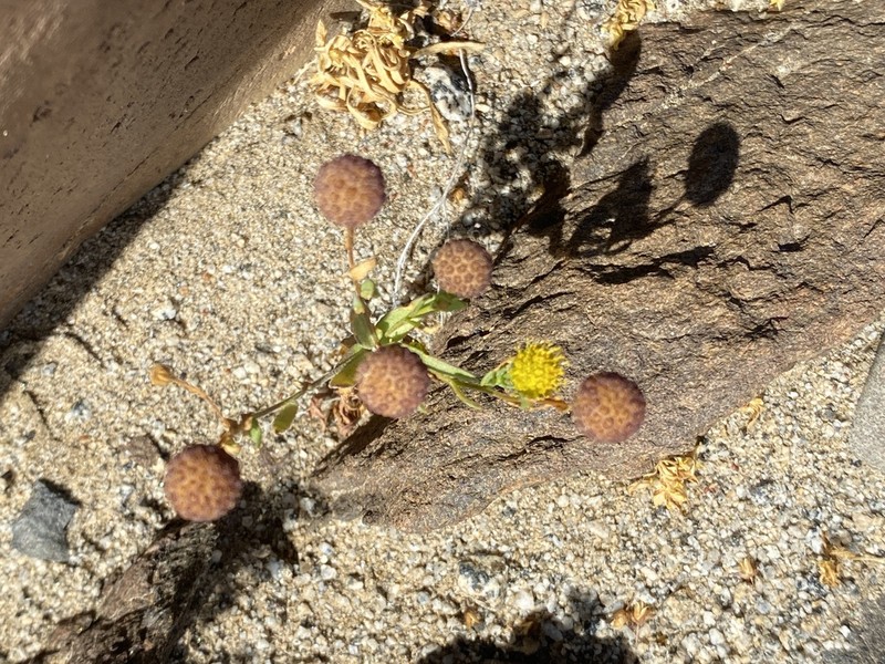 Helenium atacamense photo 4
