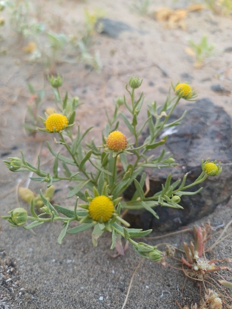 Helenium atacamense photo 5