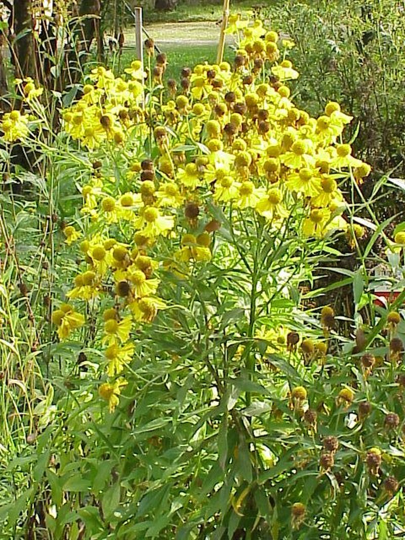 Common Sneezeweed