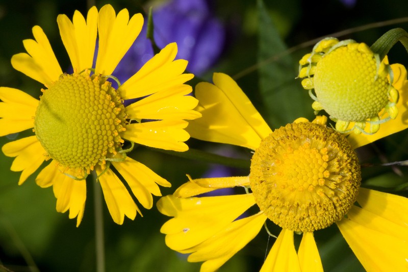 Common Sneezeweed