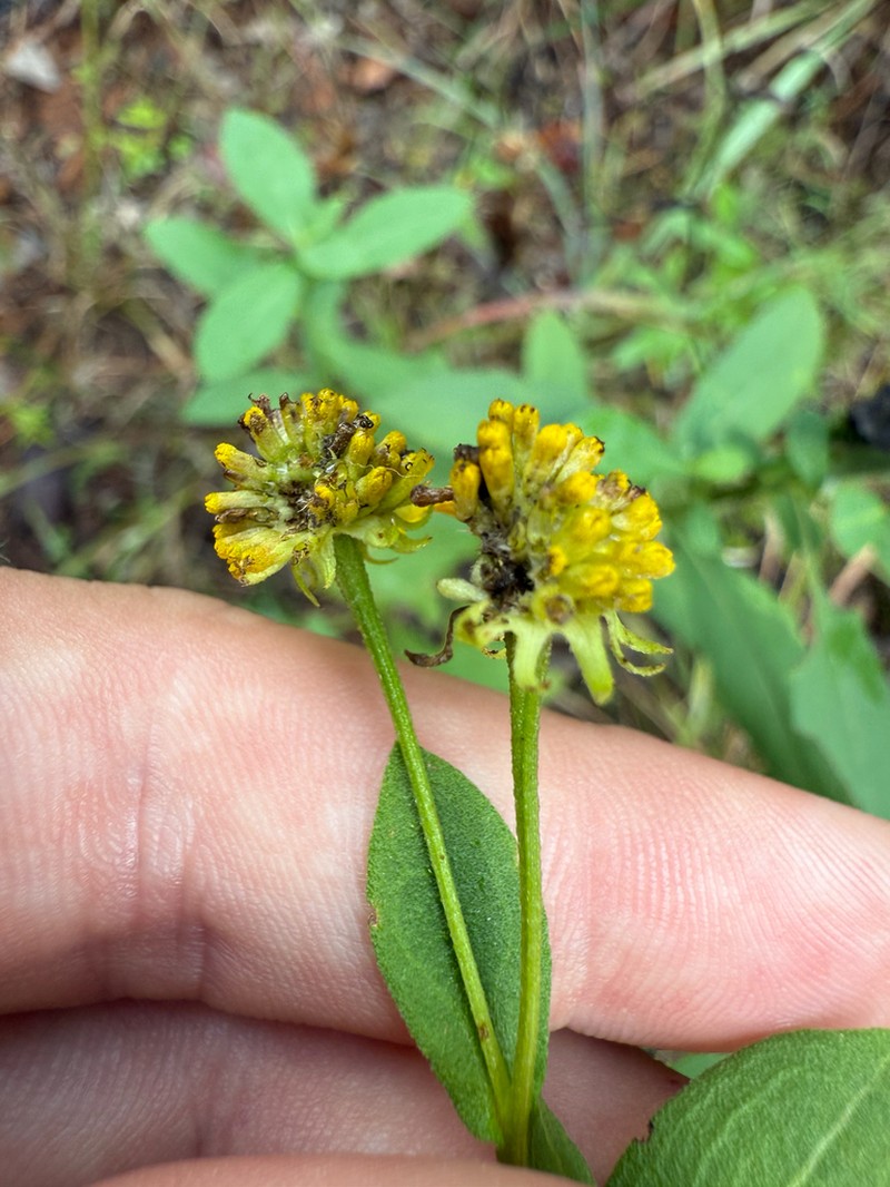 Common Sneezeweed photo 2