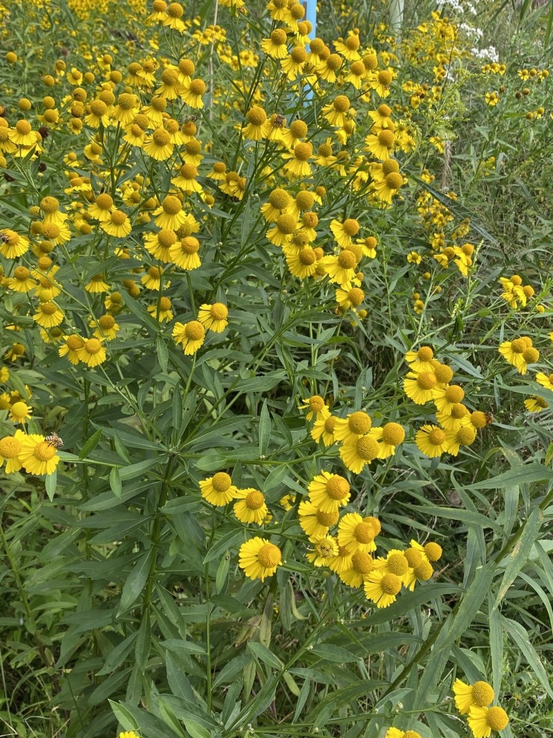 Common Sneezeweed photo 3