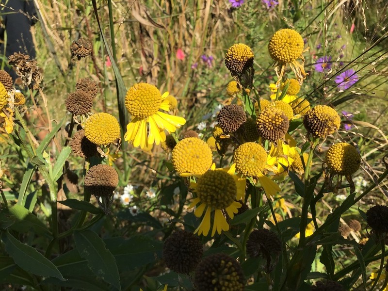 Common Sneezeweed photo 4