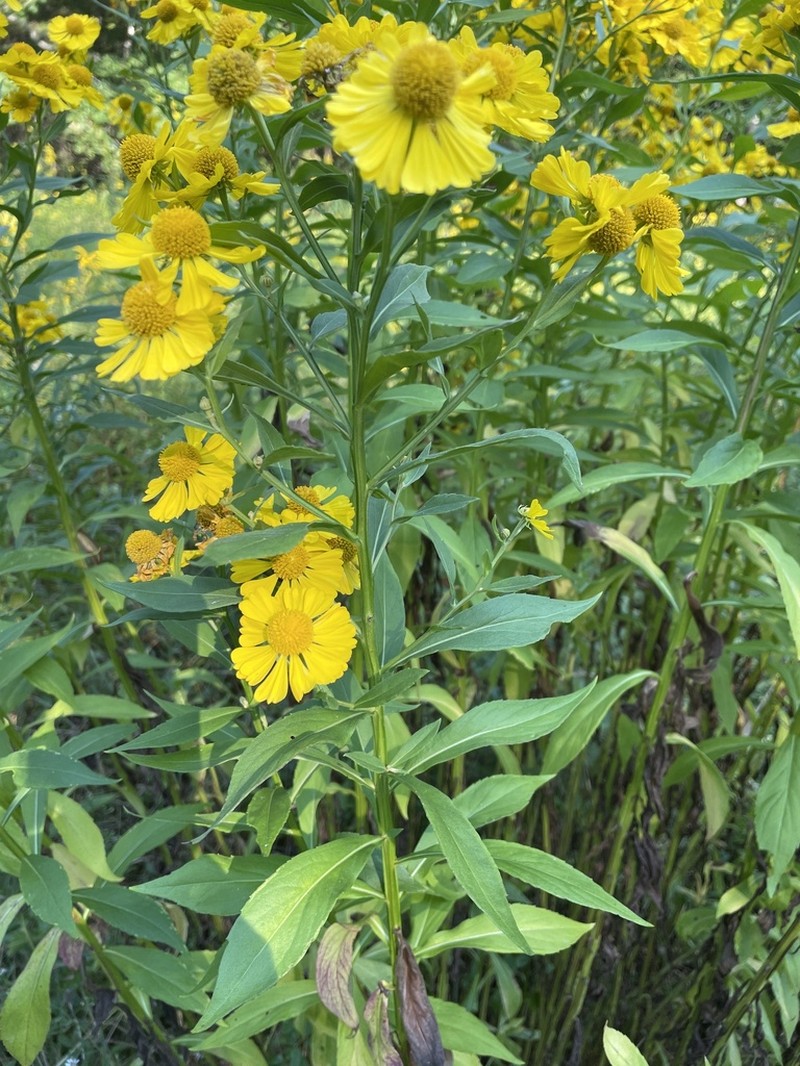 Common Sneezeweed photo 5