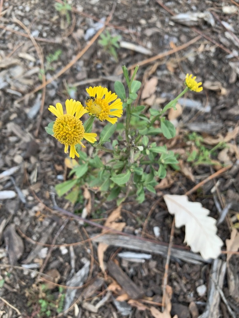 Common Sneezeweed photo 6
