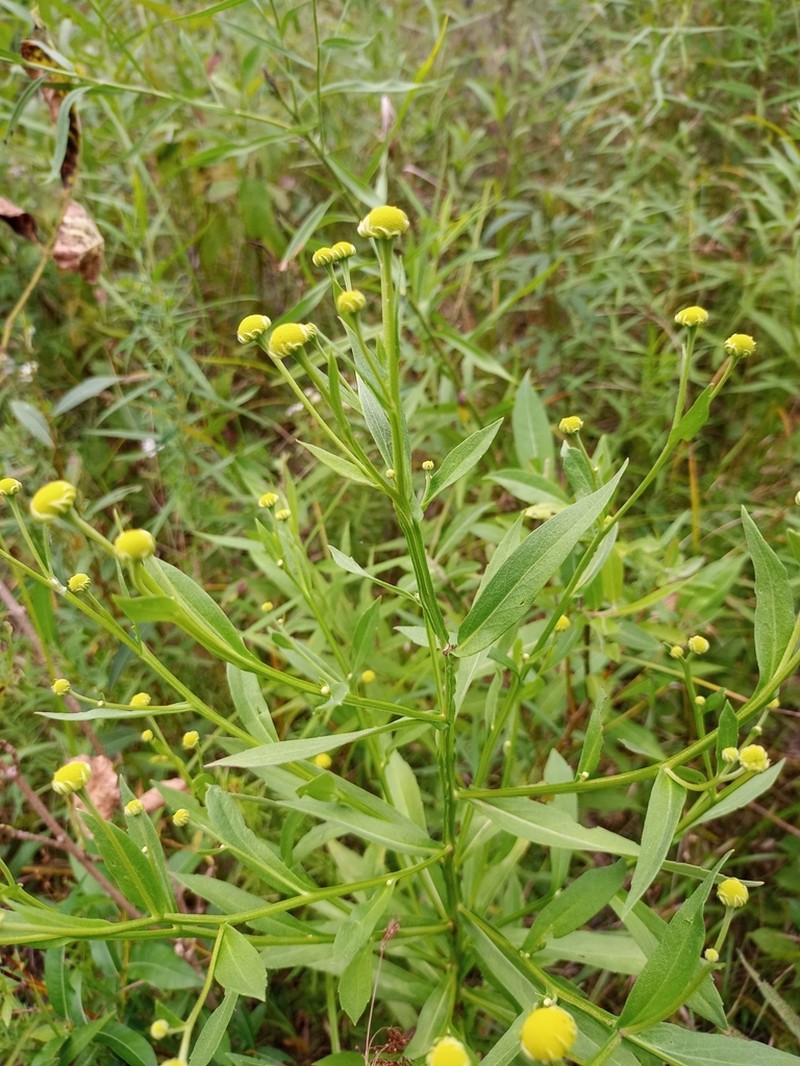 Common Sneezeweed photo 7