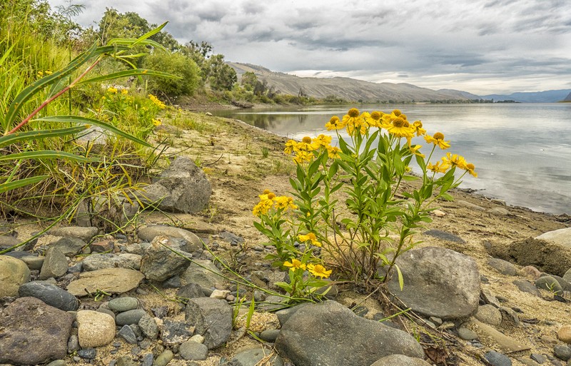 Common Sneezeweed photo 8