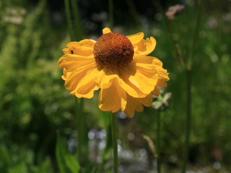Bigelow's Sneezeweed