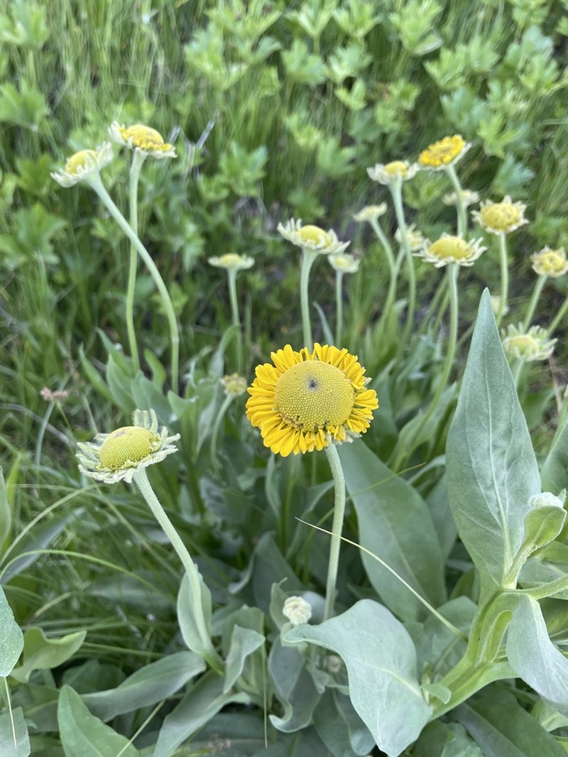 Bigelow's Sneezeweed