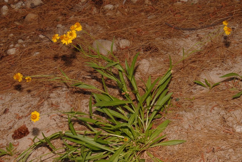 Bigelow's Sneezeweed photo 2