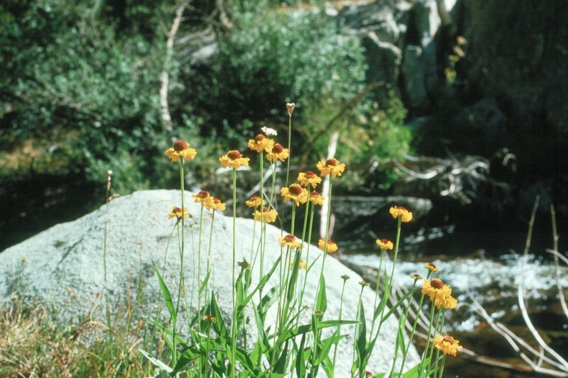 Bigelow's Sneezeweed photo 3