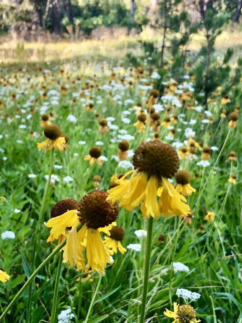 Bigelow's Sneezeweed photo 4