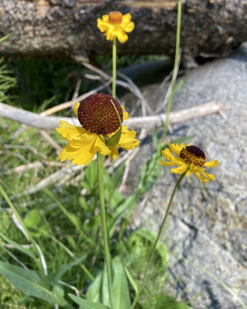 Bigelow's Sneezeweed photo 5