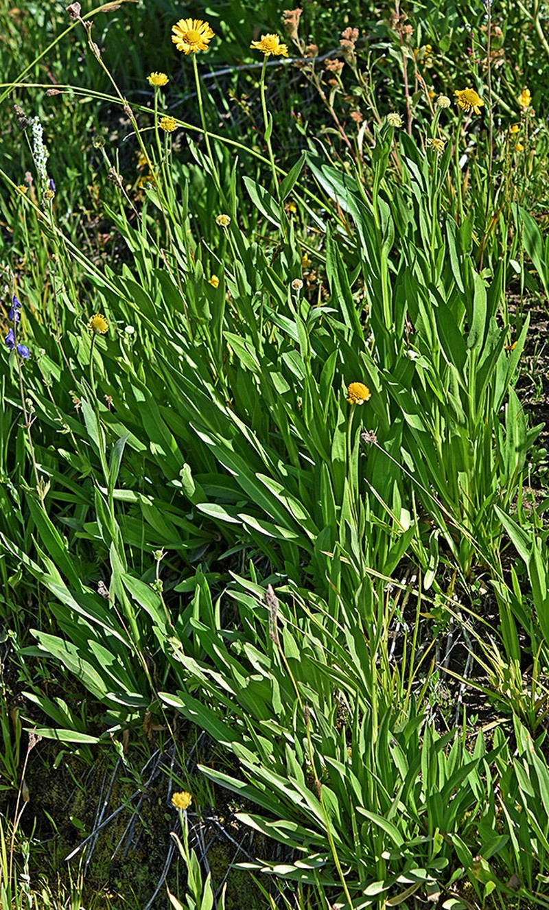 Bigelow's Sneezeweed photo 6